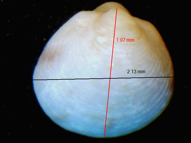 Bivalve da determinare